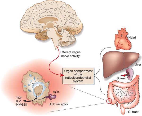 Diagram of the vagus nerve and the cholinergic anti-inflammatory pathway
